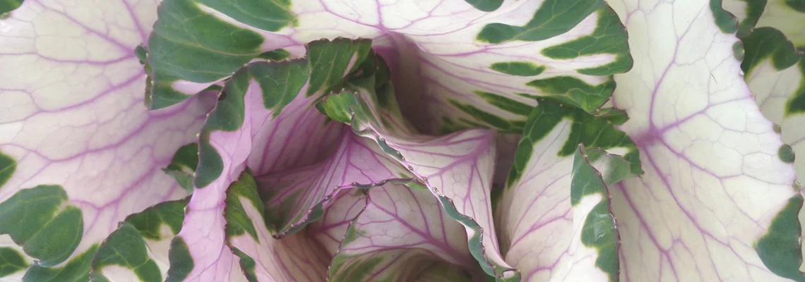Kale whiteIMG_0783.jpg