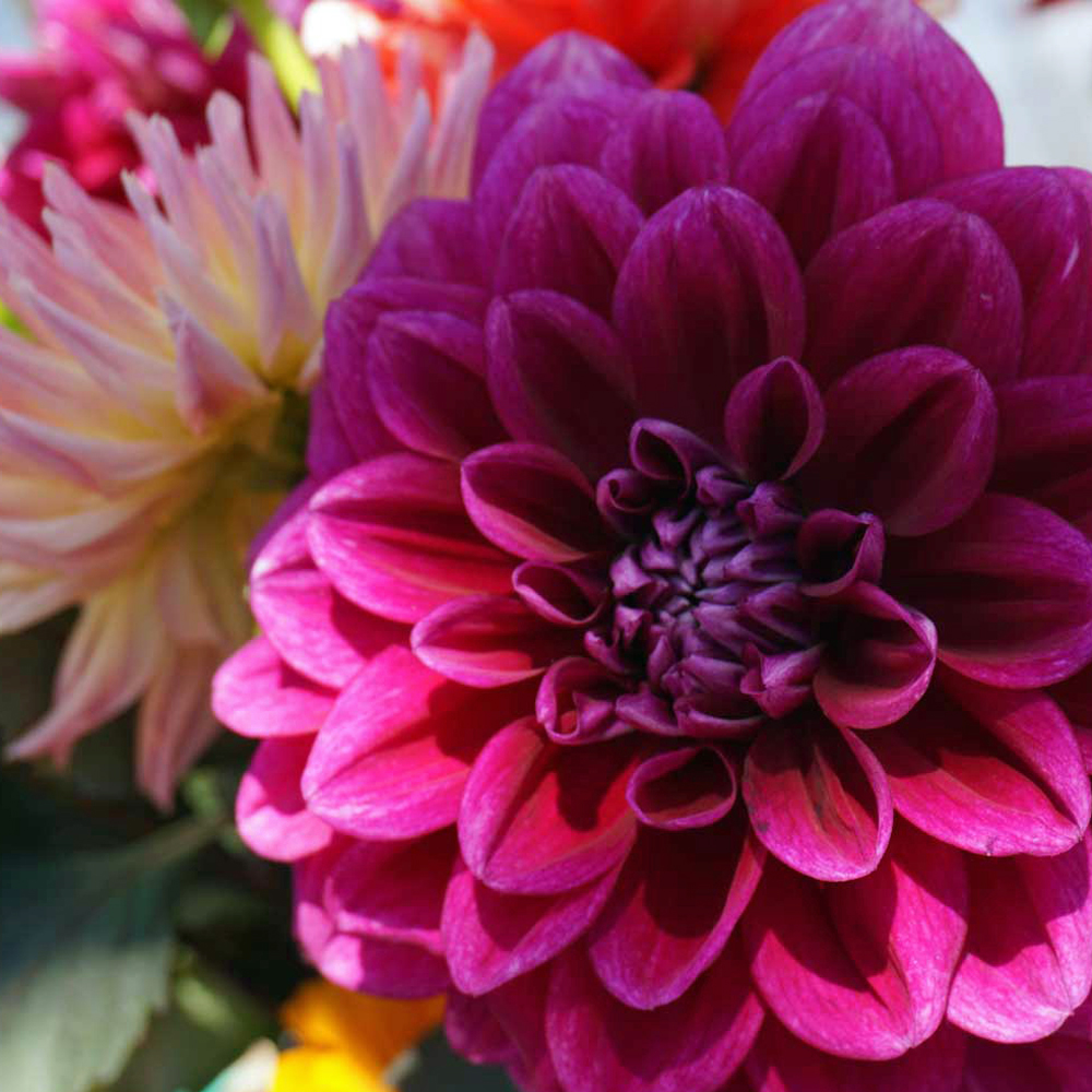 DahliaDSC00013a.jpg