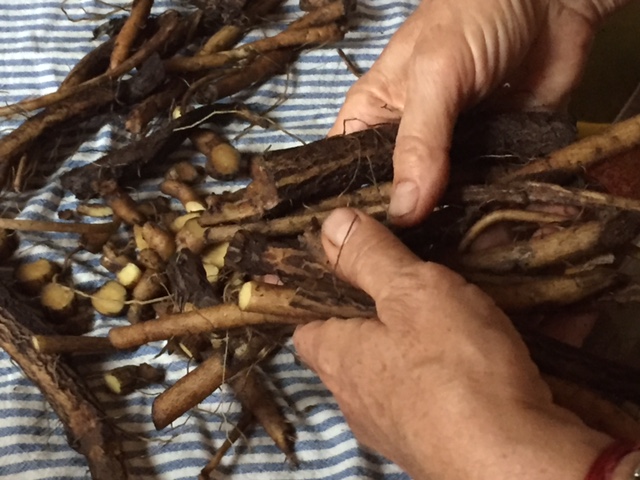 Hands and Maral root IMG_9557.JPG