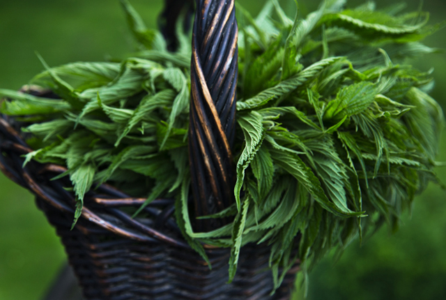 nettles2.jpg