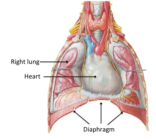 Image 1: This is a view of the thorax with the front of the rib cage removed to show the heart, lungs and diaphragm. The heart sits at the apex of the diaphragm. When the diaphragm contracts, it draws down to create space in the thorax.