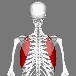 Serratus_anterior_muscle_animation_small.gif