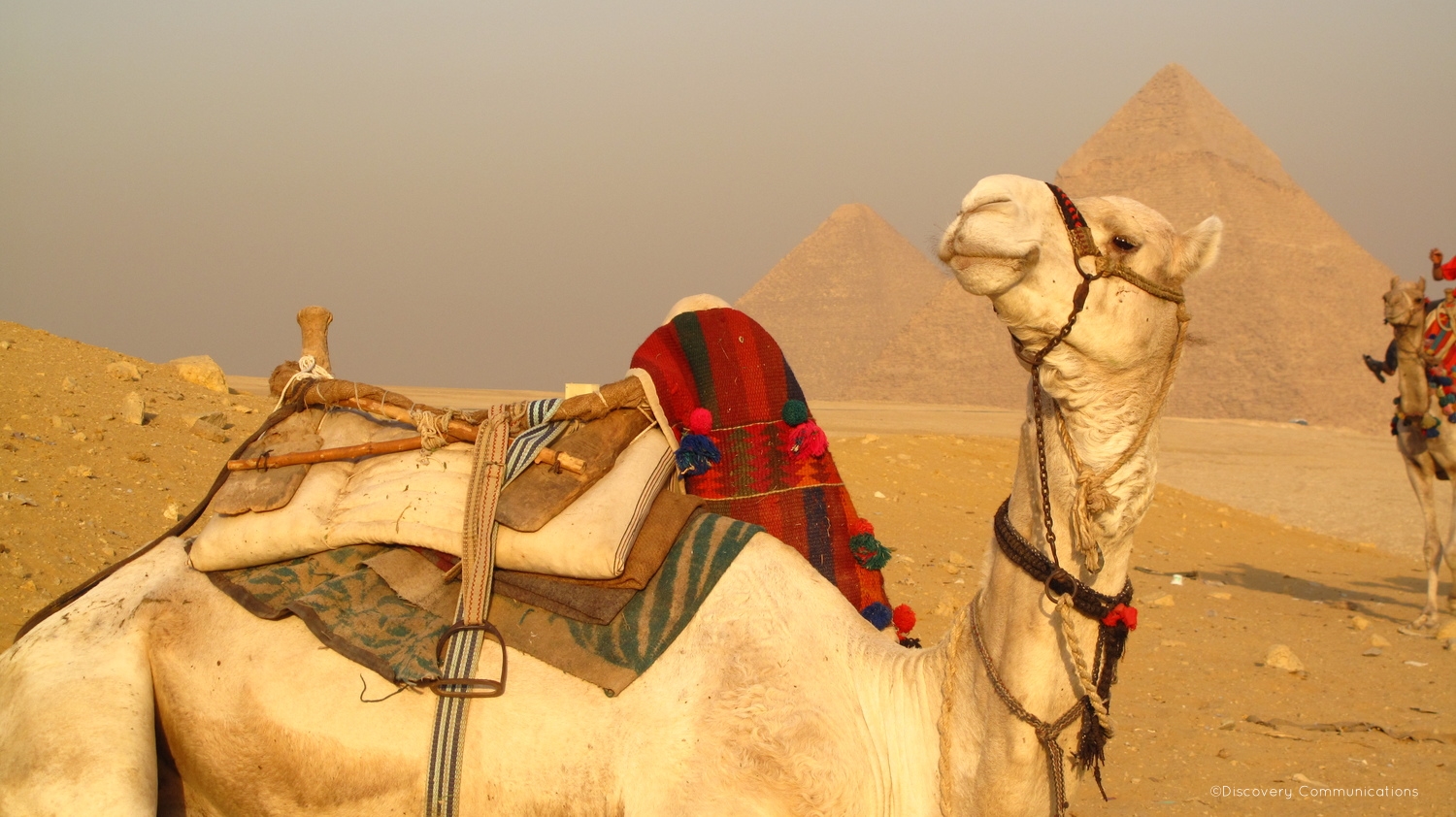  Camel taxi at your service! 