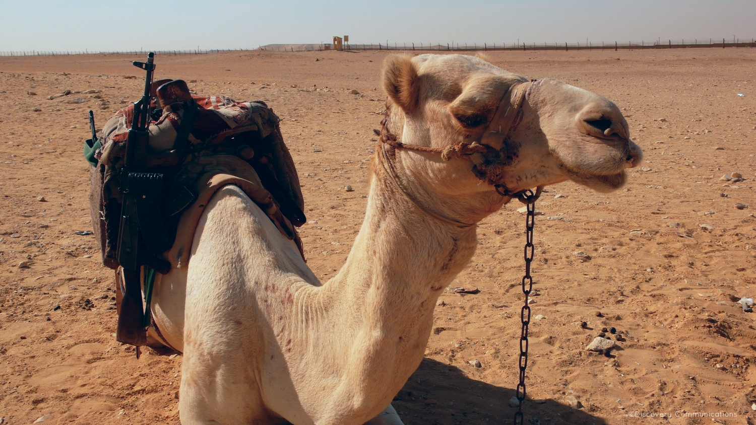 Armed to the hump. Don't mess with this camel! 