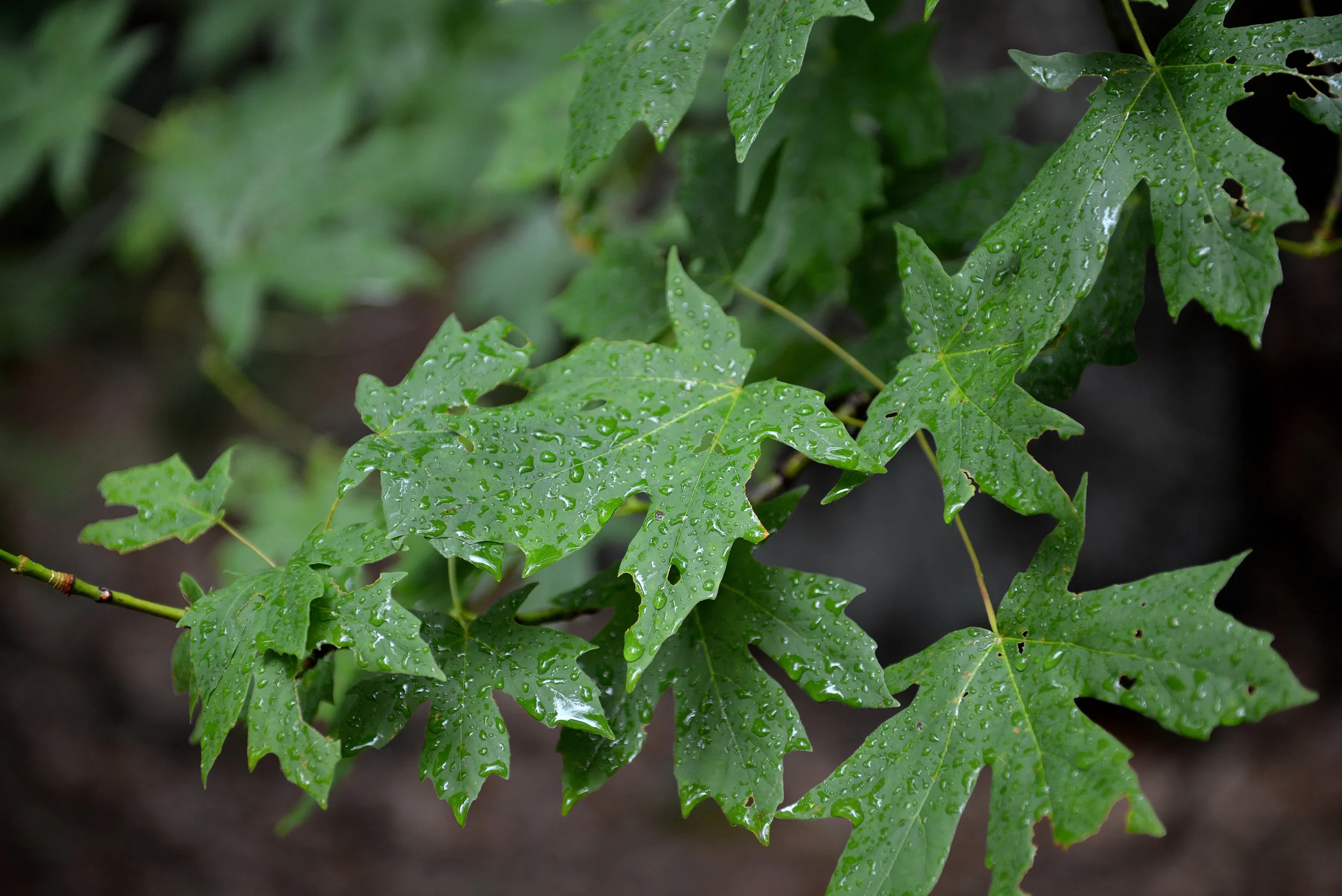 2013 Yosemite-154.JPG