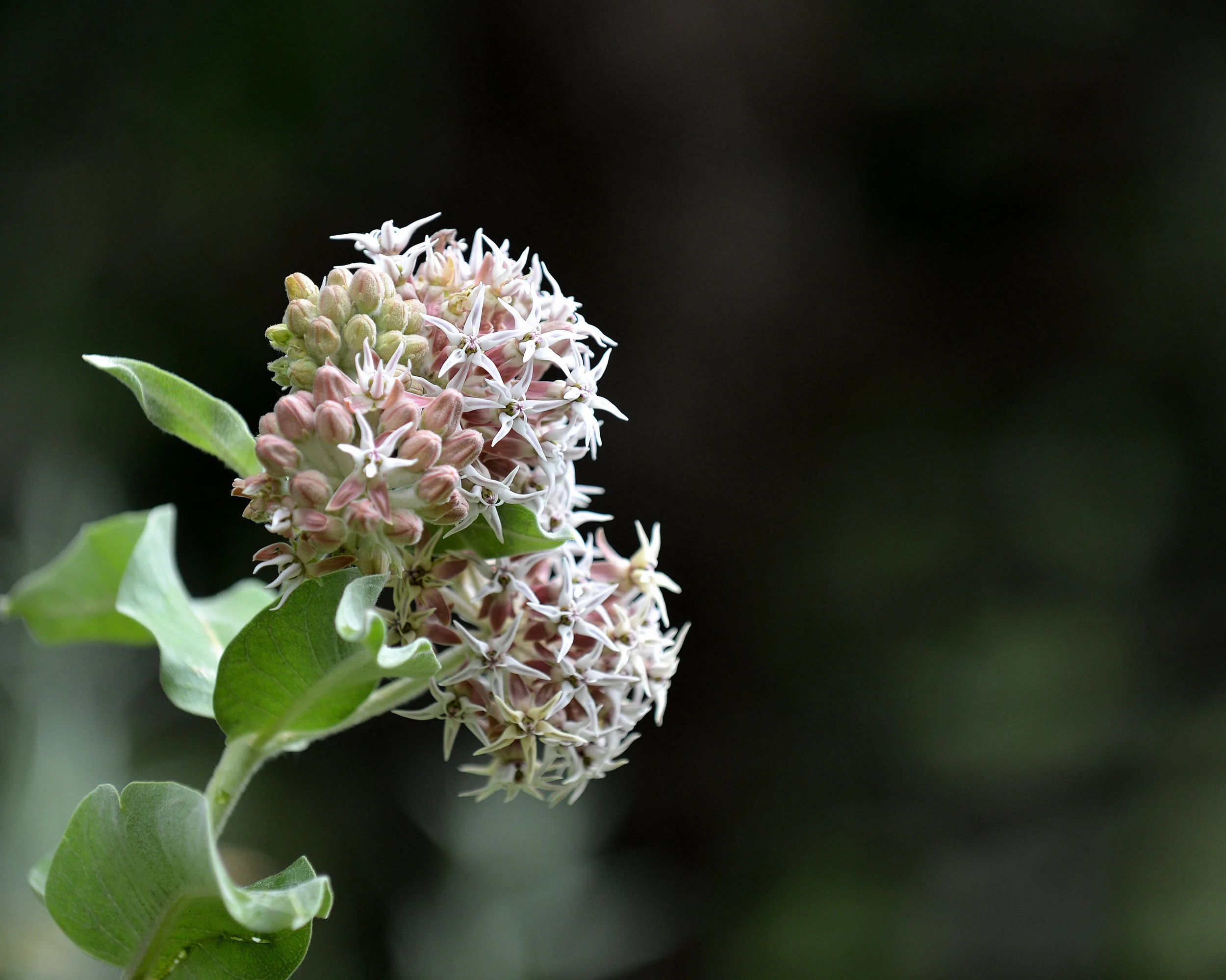 2013 Yosemite-165.JPG