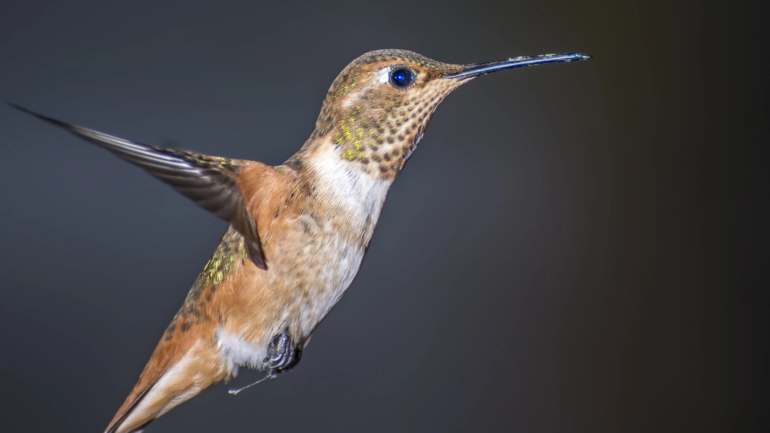 Hummingbird in backyard20.JPG