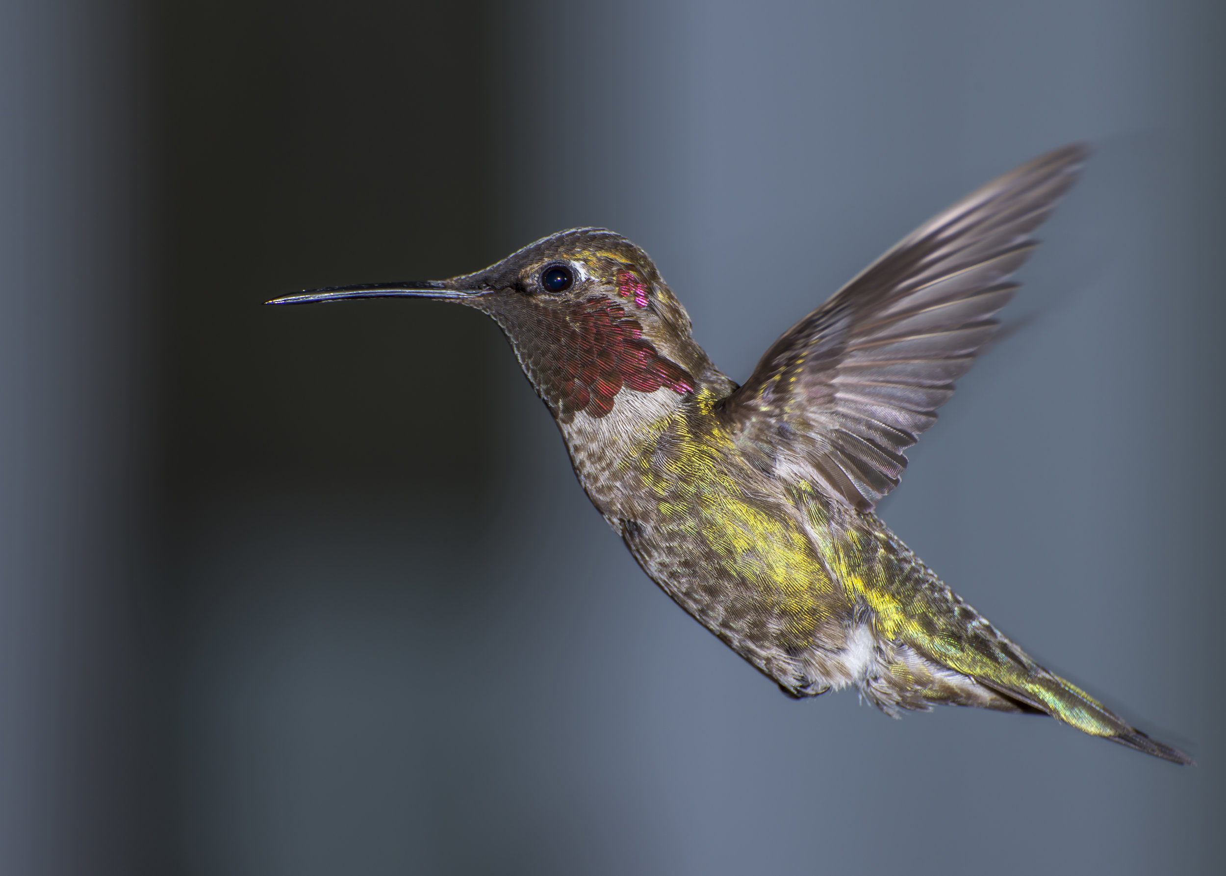Hummingbird02.JPG