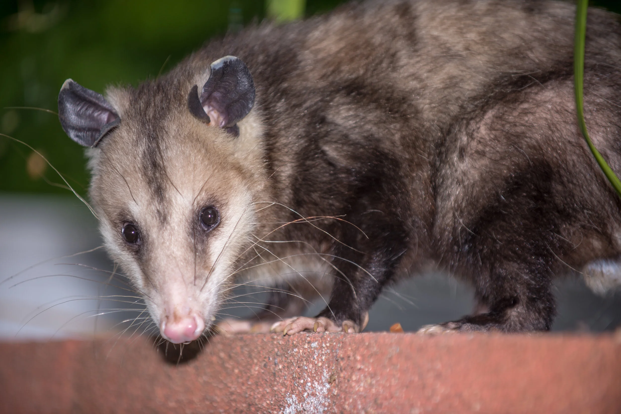 Opossum-6.jpg