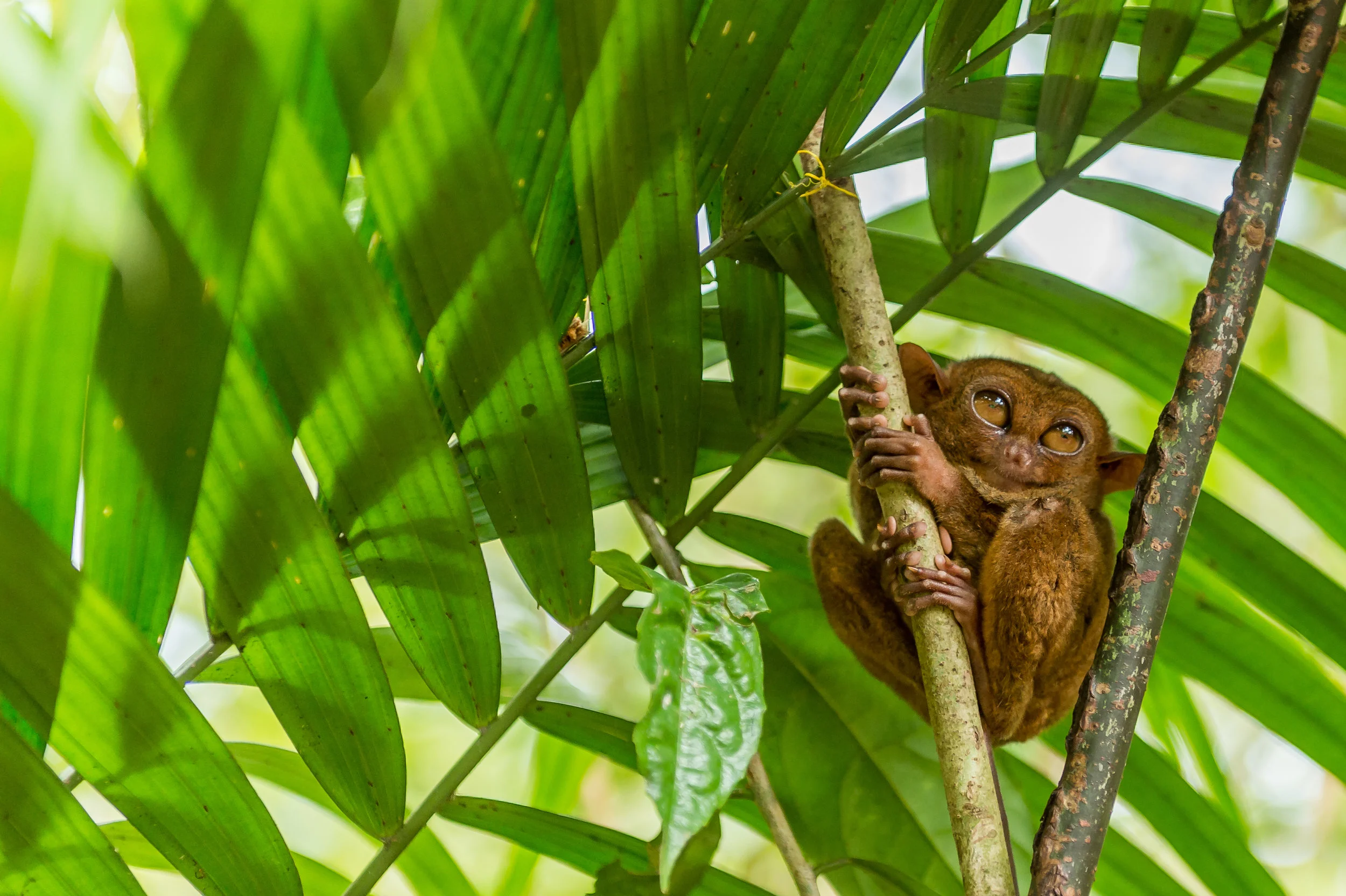 Philippines Nov 2017-83.jpg