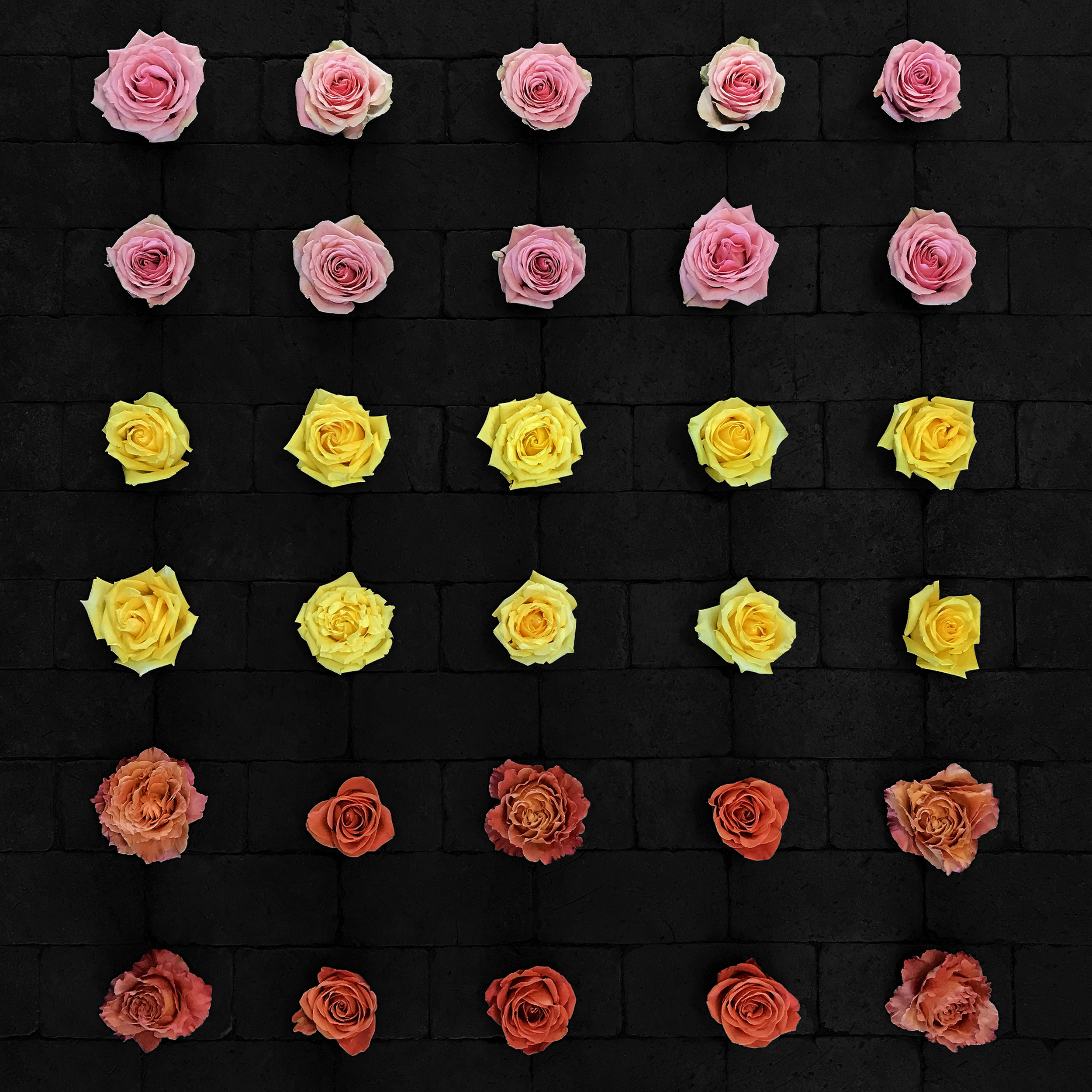 IMG_8987.png