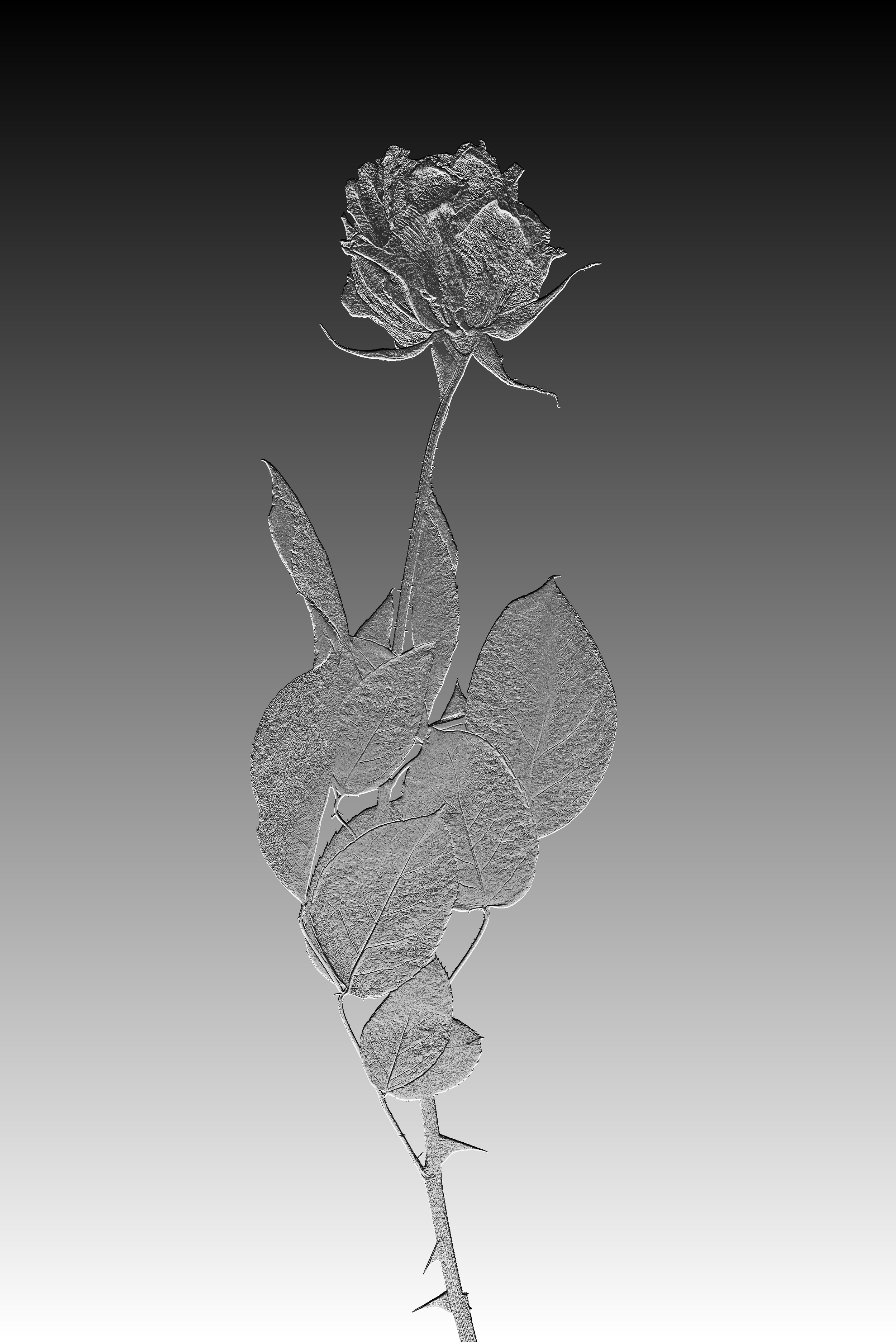 DSC3598.png