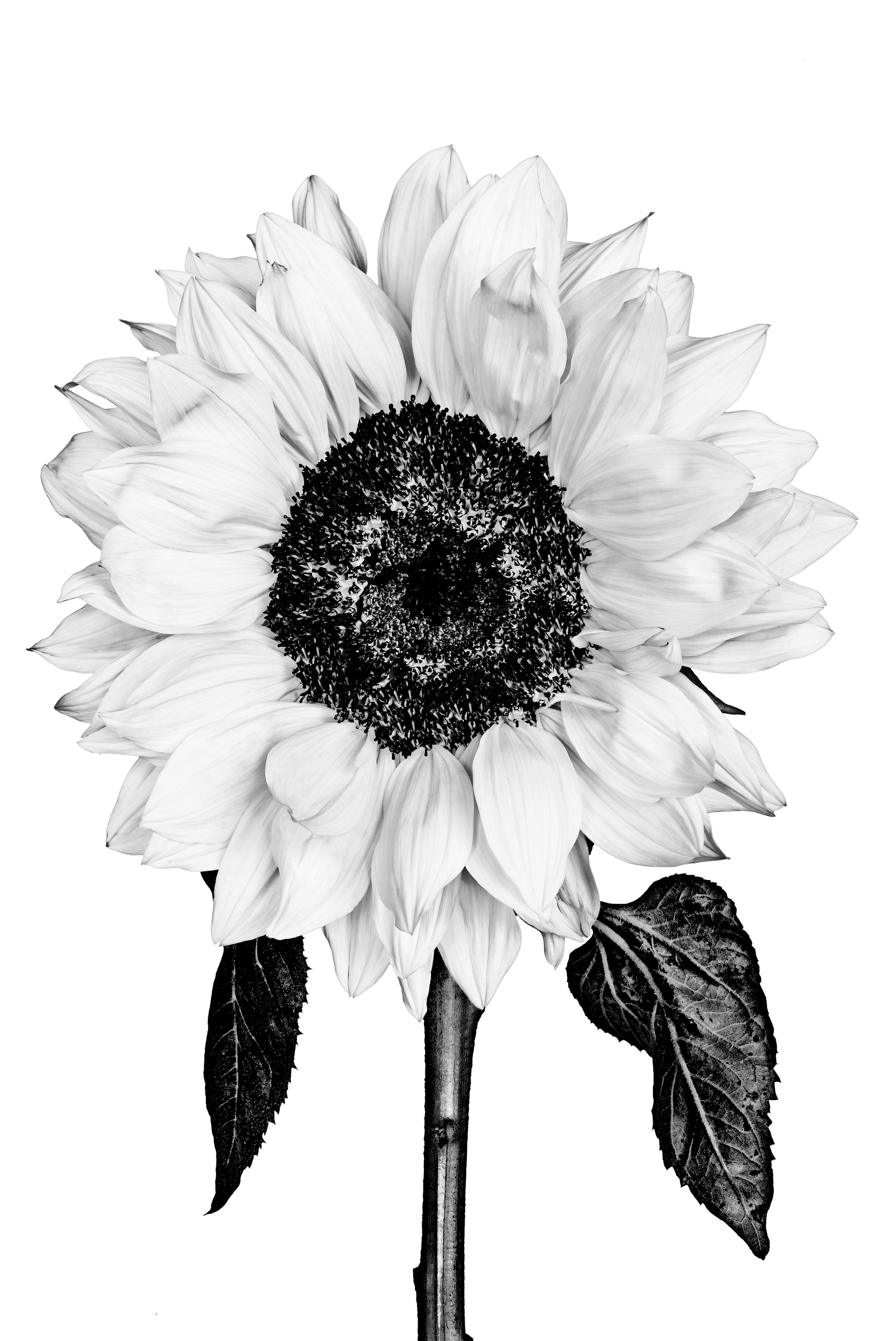 DSC4943 2.png