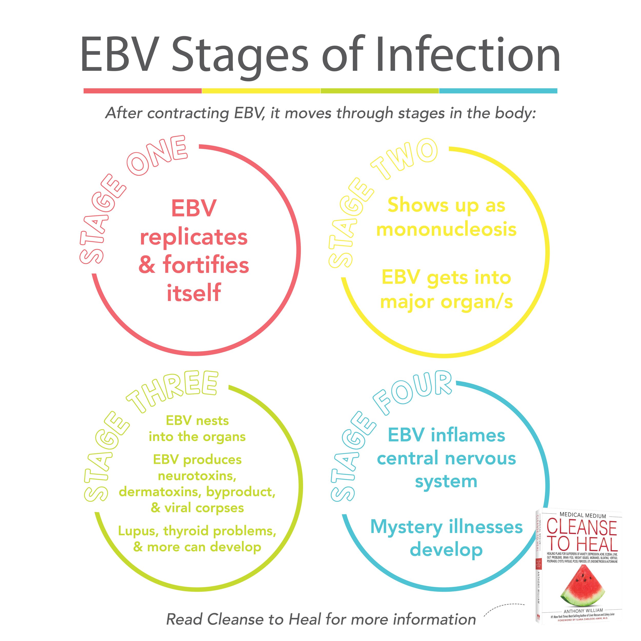 EBV Stages of Infection.jpg