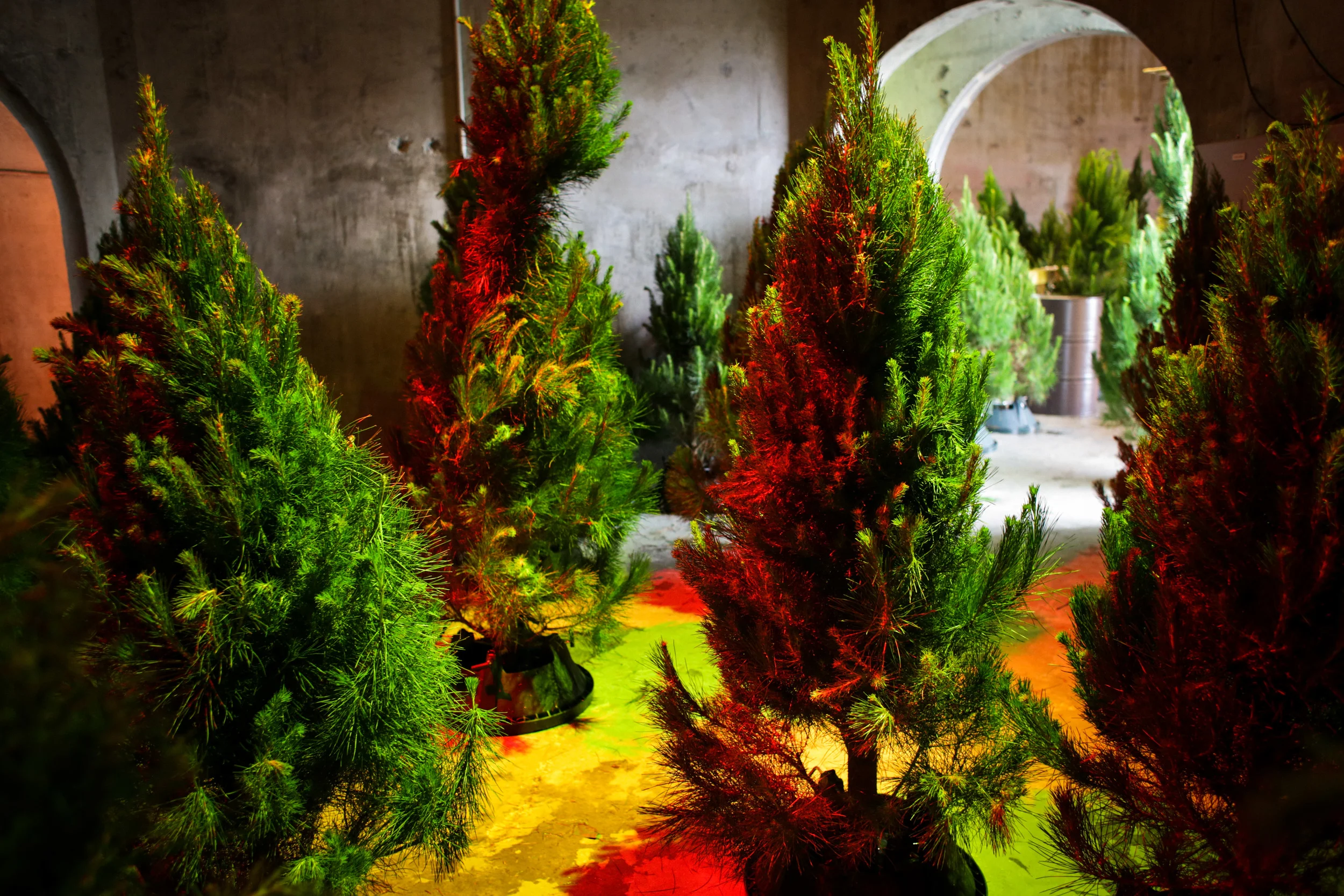 Sophia Jenny-AMD-Xmas Forest-3458.jpg