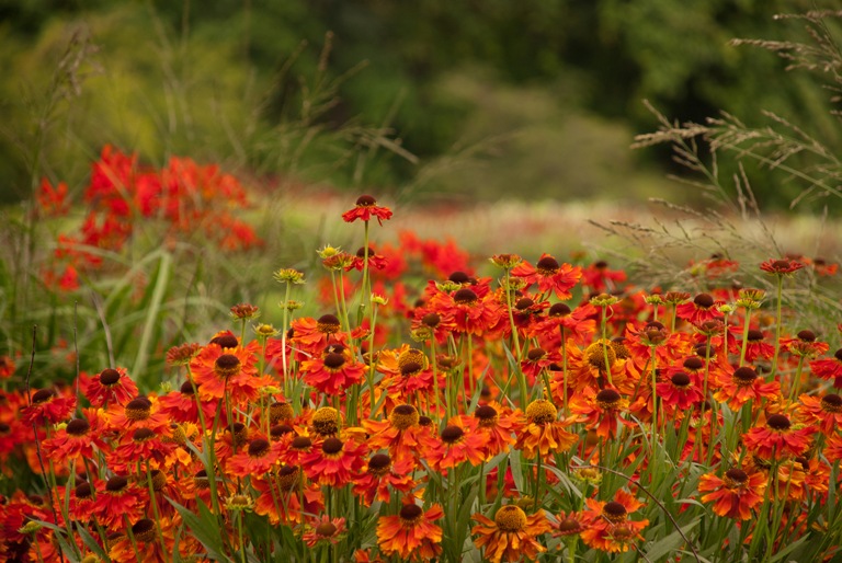 Helenium Morheim Beauty at Savill Garden
