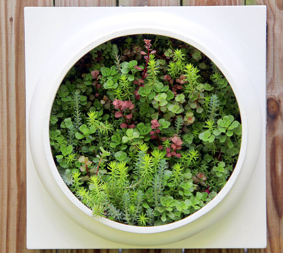 Living Wall from nevastarr
