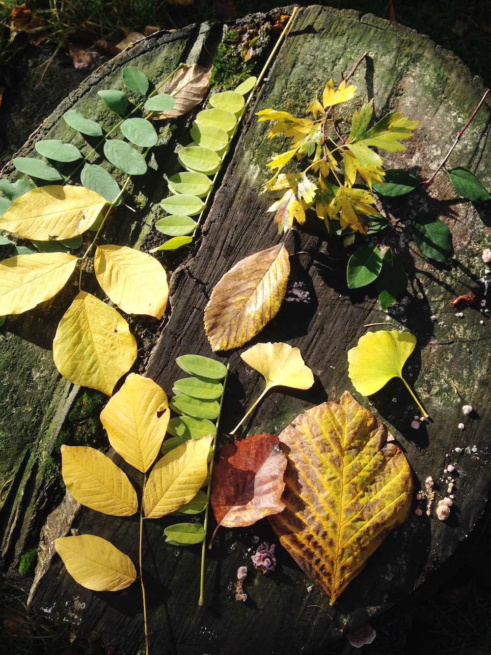Botanical Garden