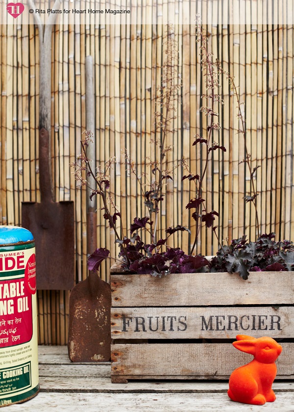 These Heuchera plants look cute peeking out of a vintage fruit crate, lined with a bin bag to minimise wood rot. Old garden tools make appropriate décor for the space.