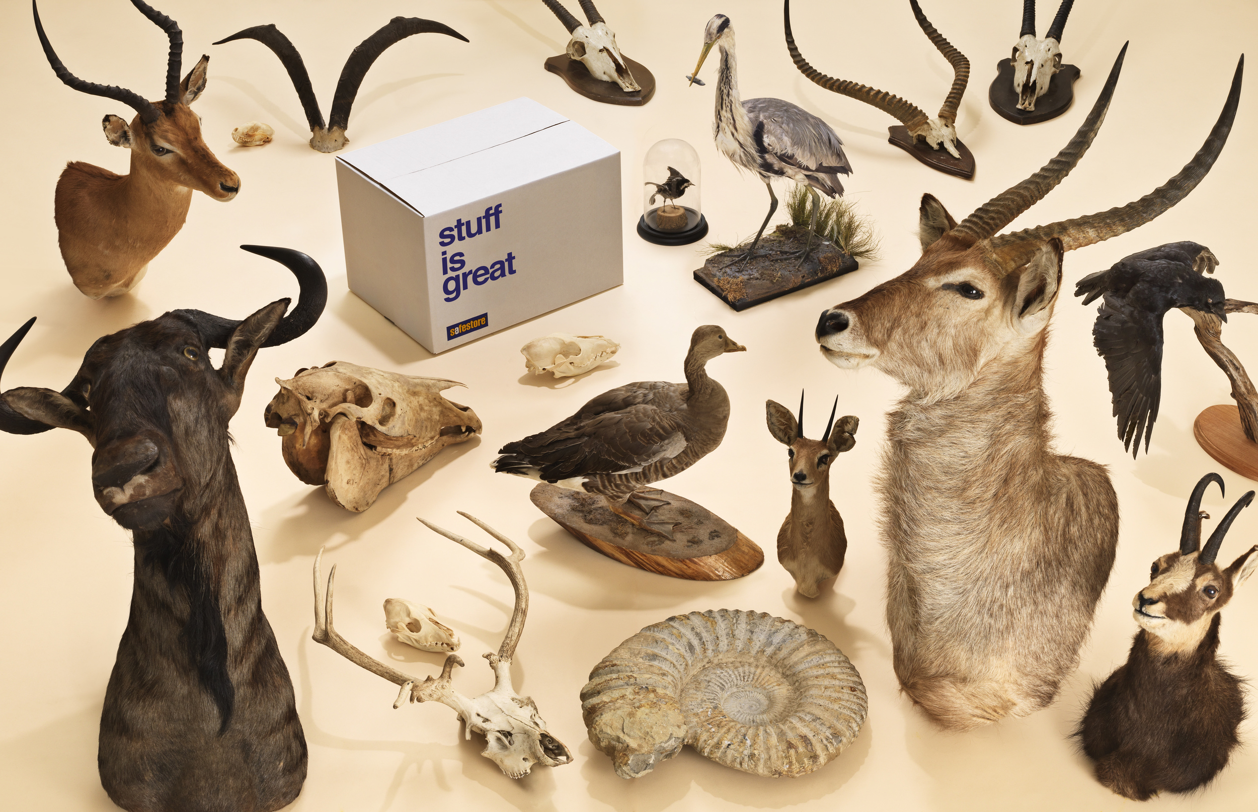 So whether you are a fan of taxidermy or not