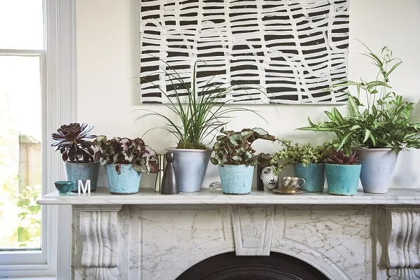 Placing single plants in separate pots makes it easy to rearrange a display.