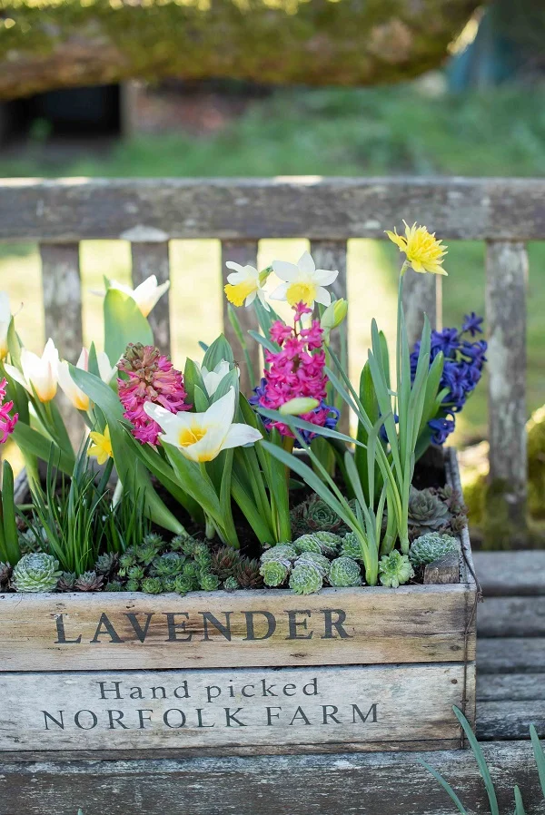 Sempervivum (Houseleeks) £2.49 5 For £10; Various Succulents £2.49 5 For £10 all Dobbies Garden Centres