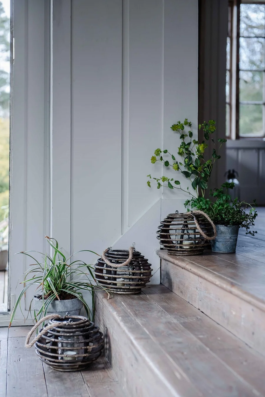 Rattan lantern £16.99, Carex Everest £8.99 (2 For £15 2ltr Pot), all Dobbies Garden Centres