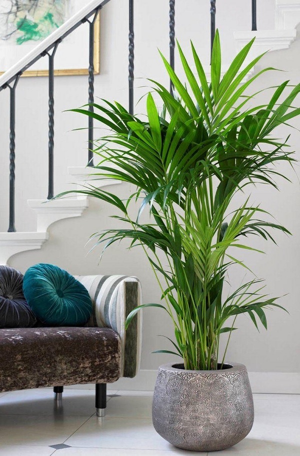 Kentia Palm