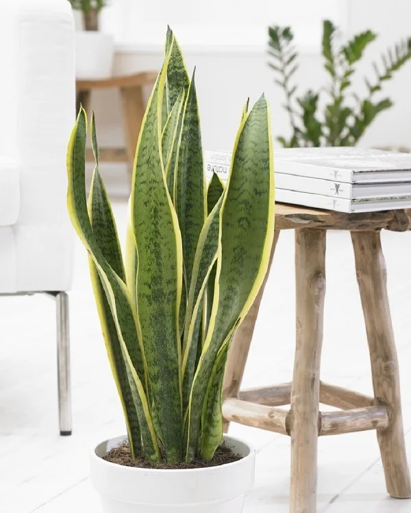 Sansevieria