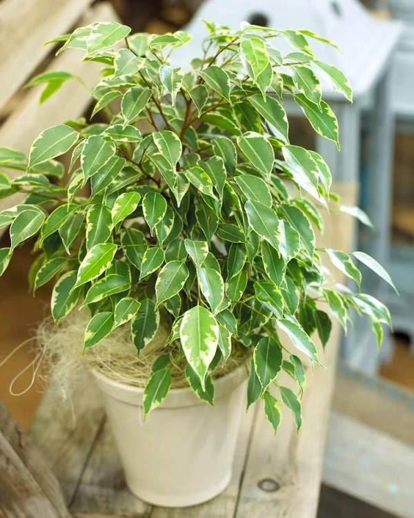 Weeping Fig