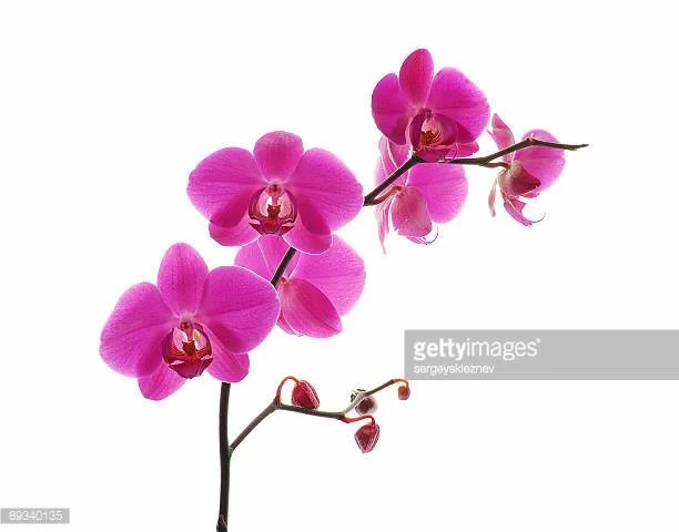 Tropical Sundays at Phipps