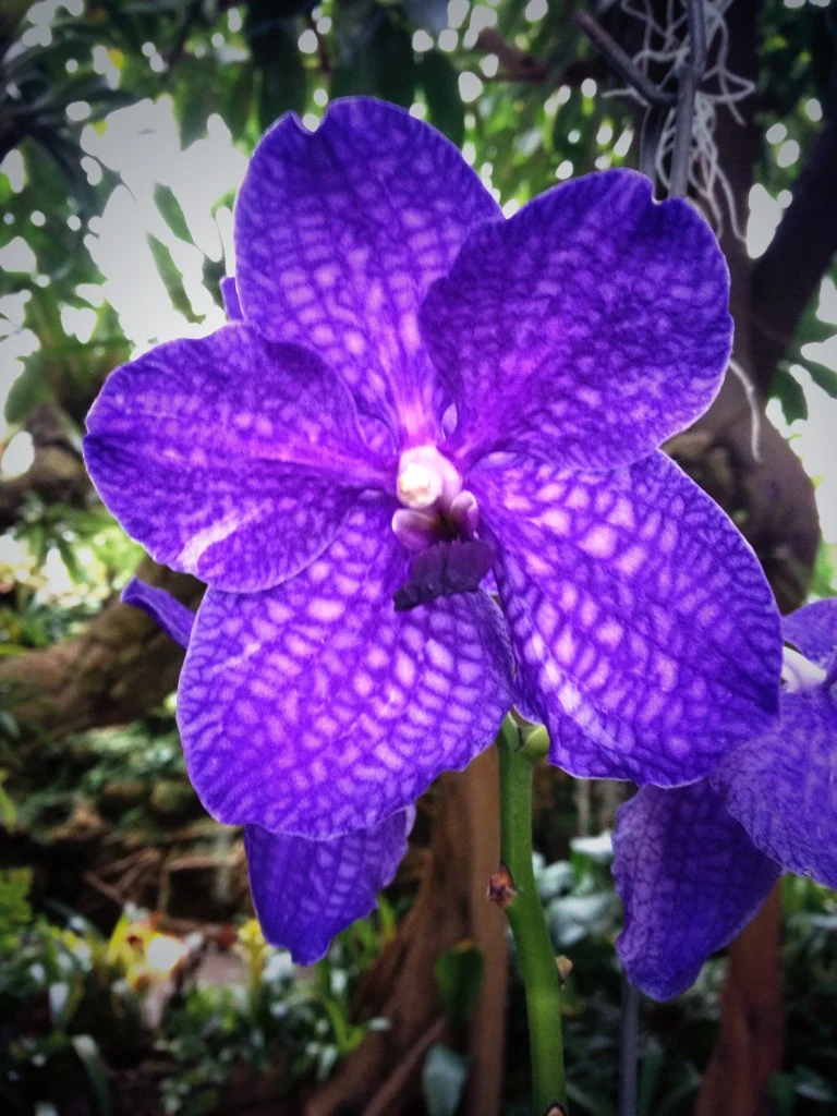 Tropical Sundays at Phipps