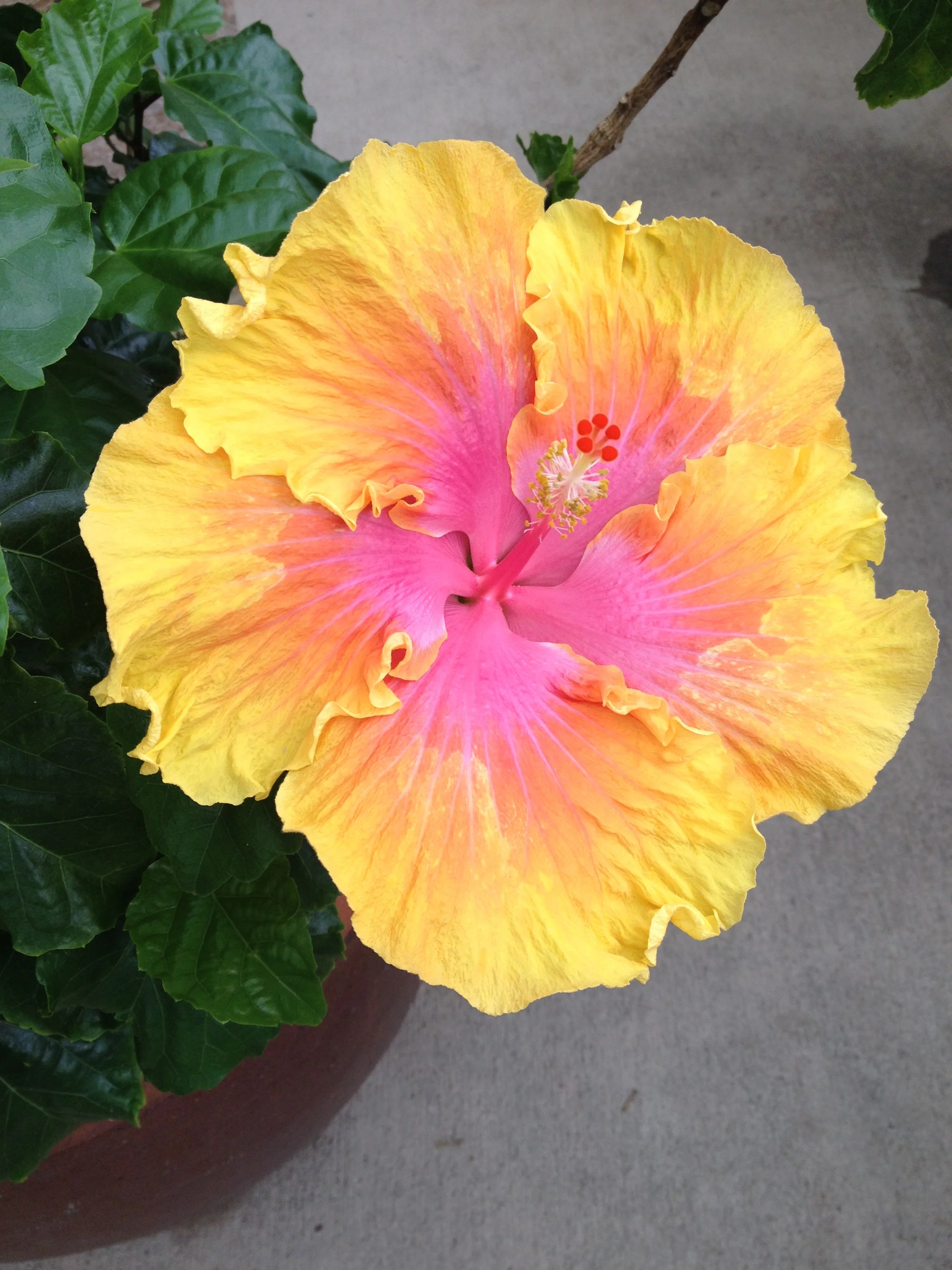 Tropical Sundays at Phipps