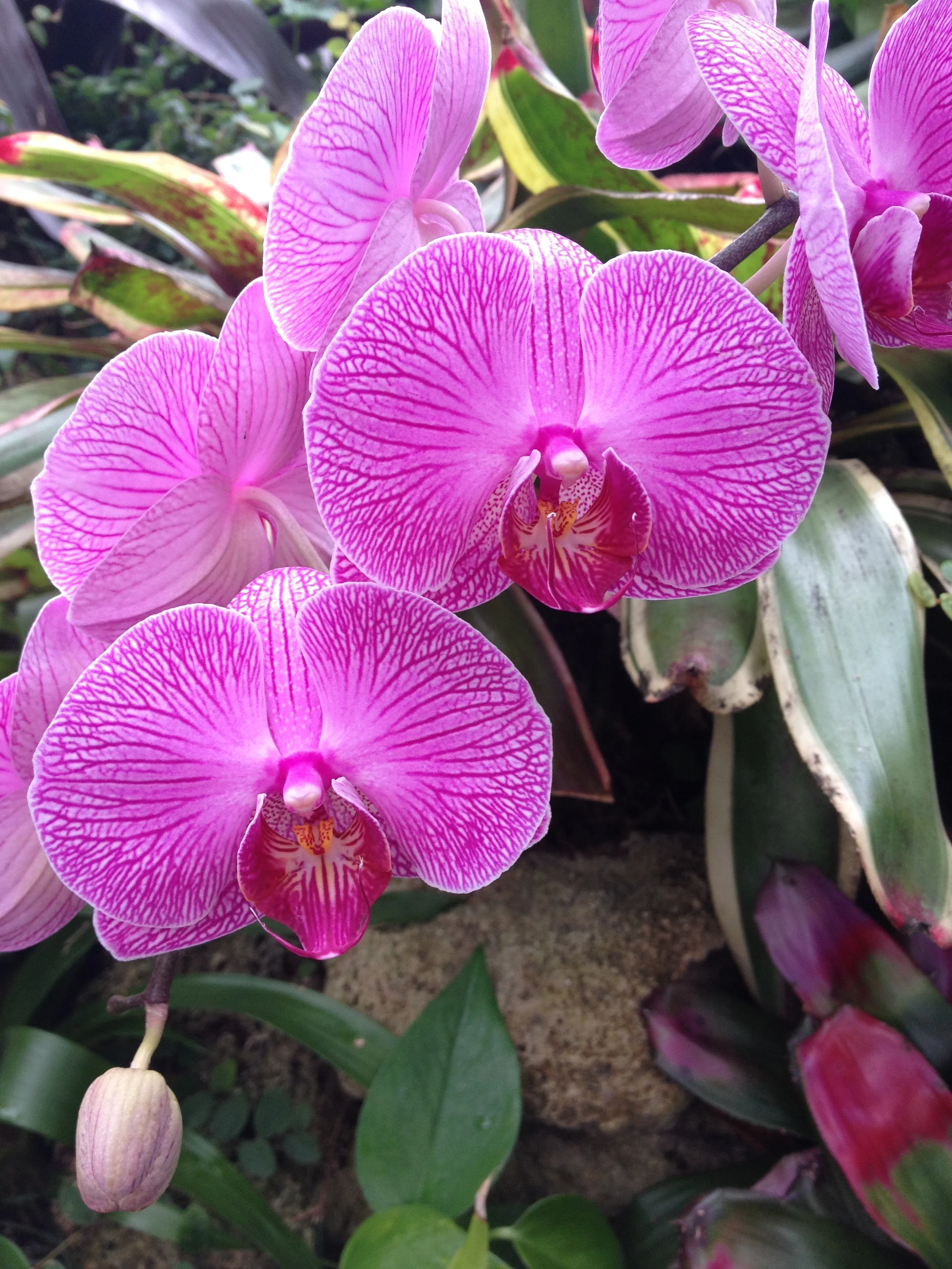 Tropical Sundays at Phipps