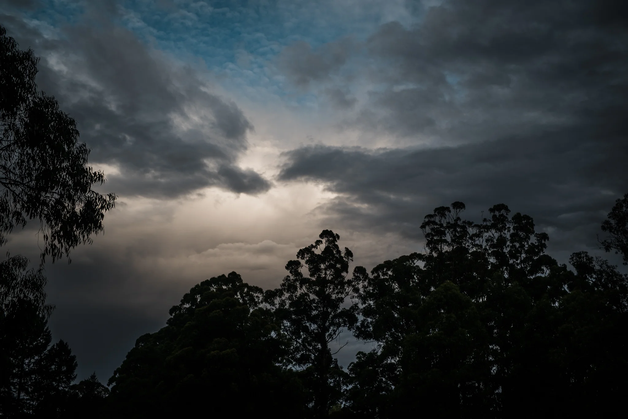 Forest DIY wedding_Lee and Steve_Ferny Creek reserve_-54.jpg