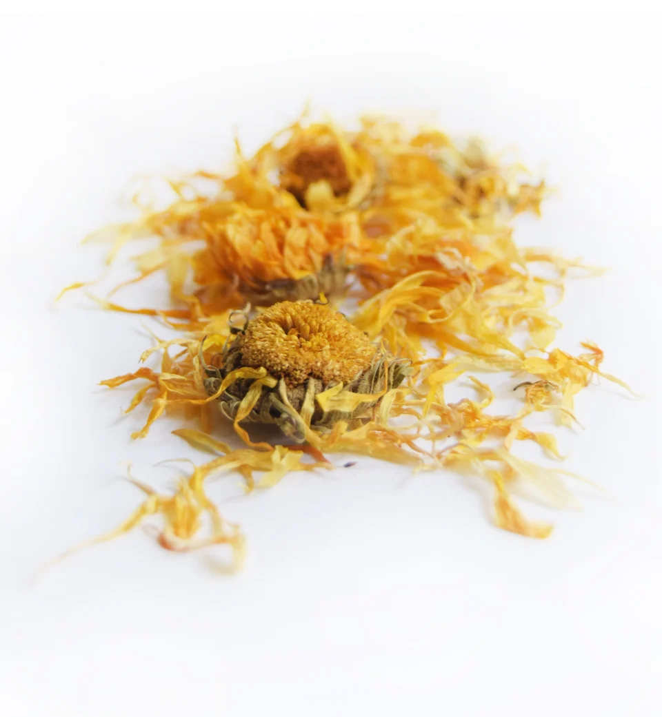 Calendula.jpg