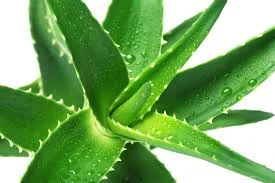 aloevera.jpg