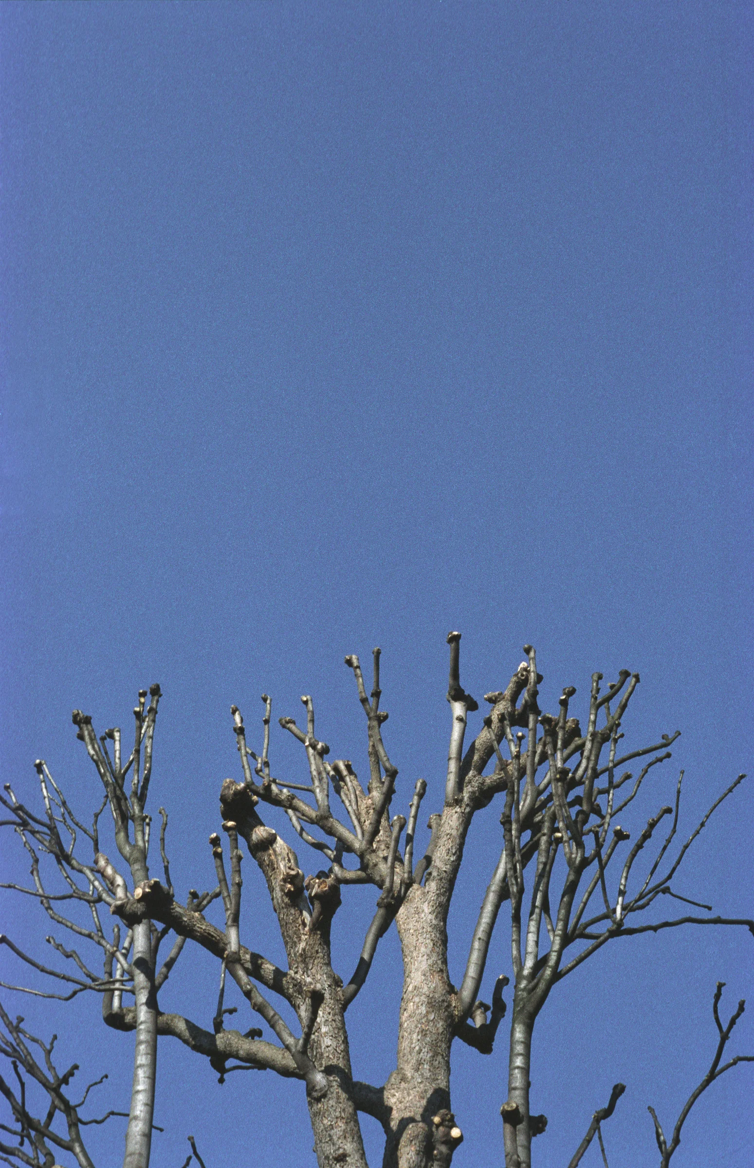 cornflower sky and trees.jpg