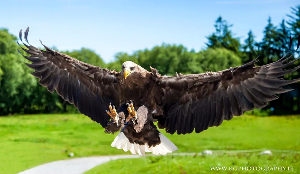 eagle flying.jpg