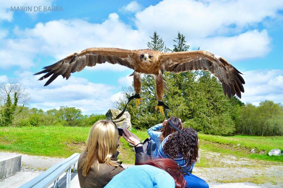 eagle.jpg