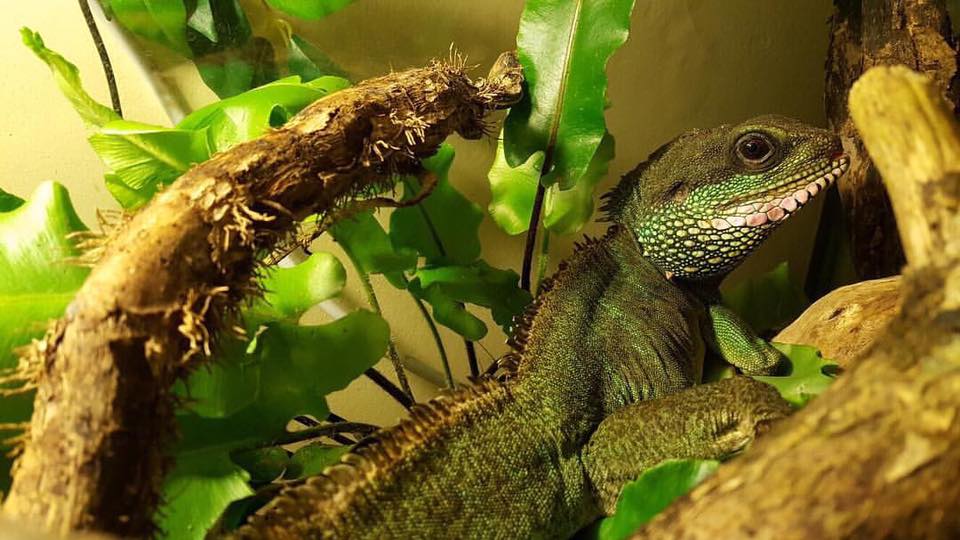 waterdragon.jpg