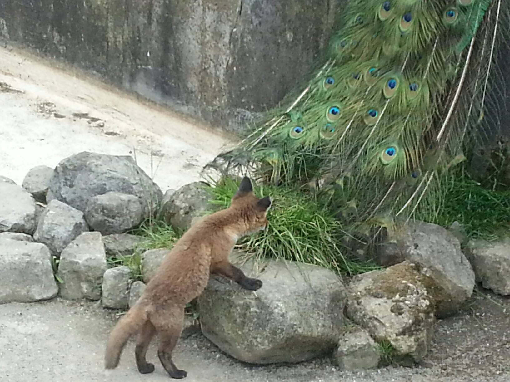 fox.jpg