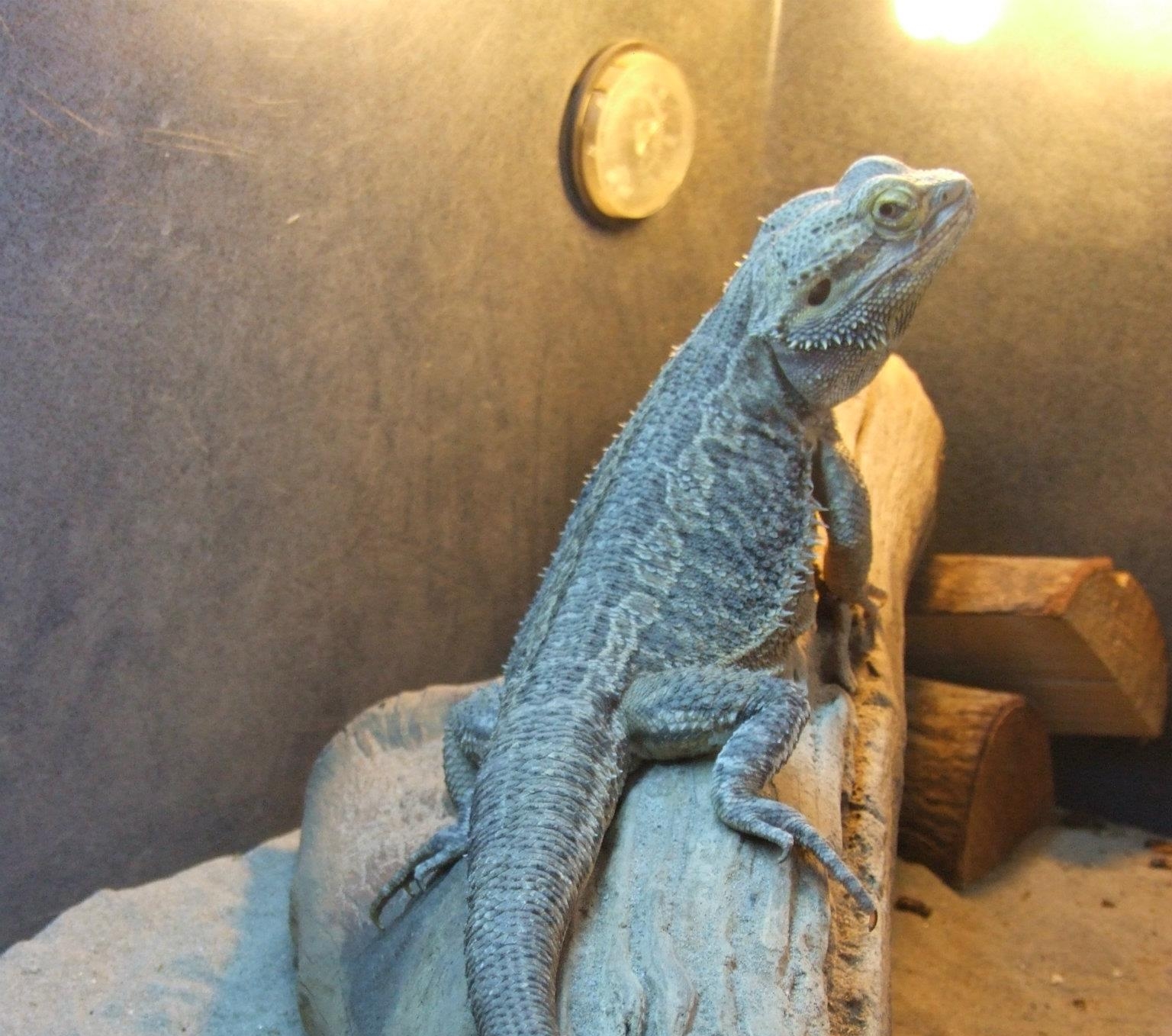 lizard.jpg