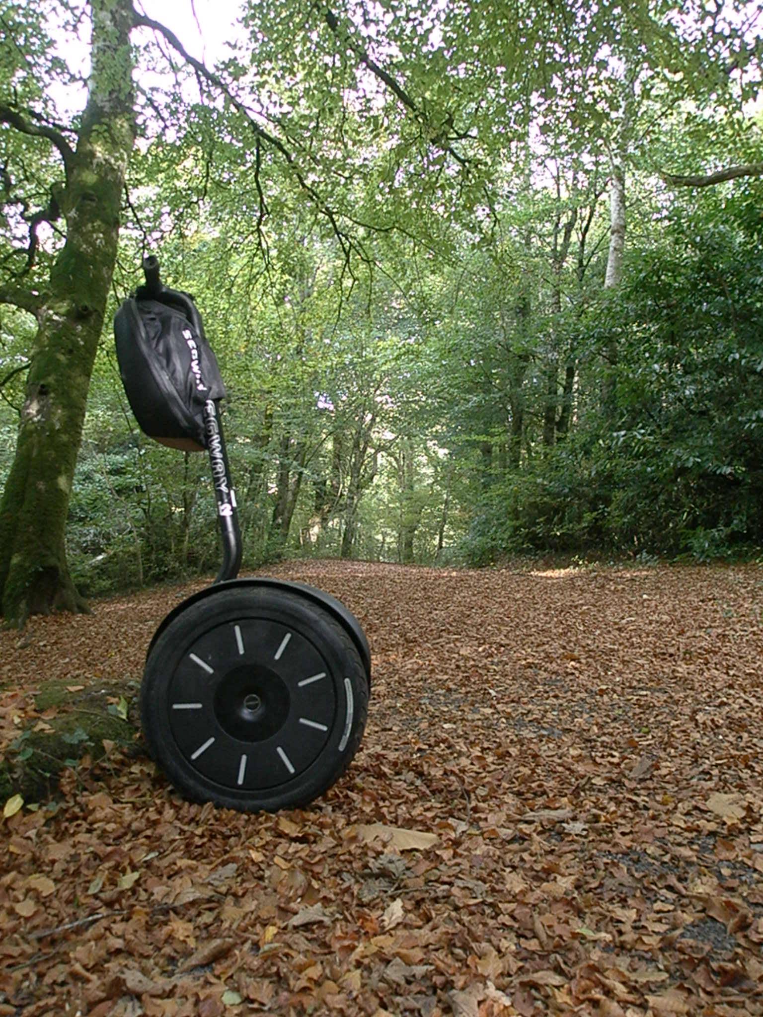 autumn woodland.jpg