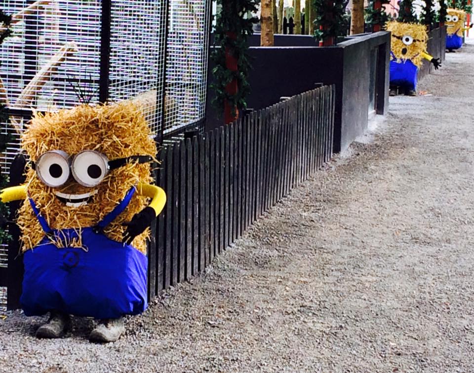 minion bales.jpg