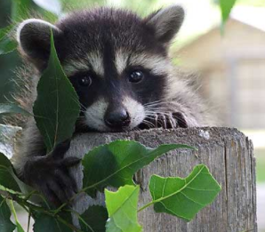 racoon.png