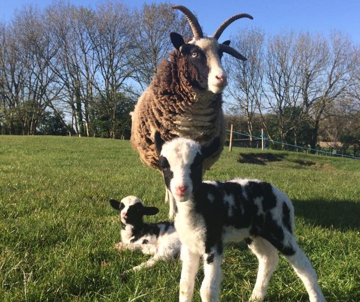 lambs.jpg
