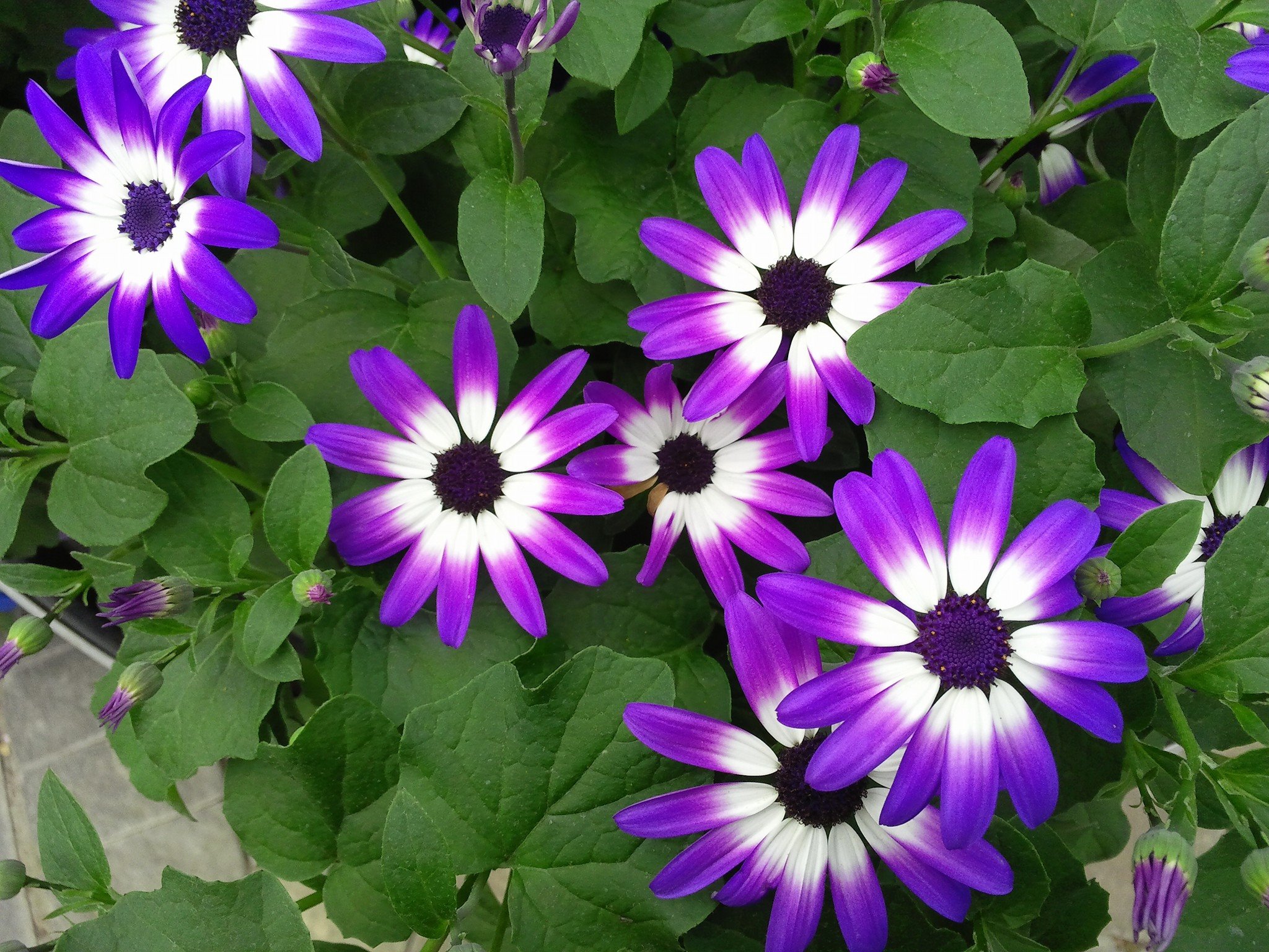 flowers9.jpg