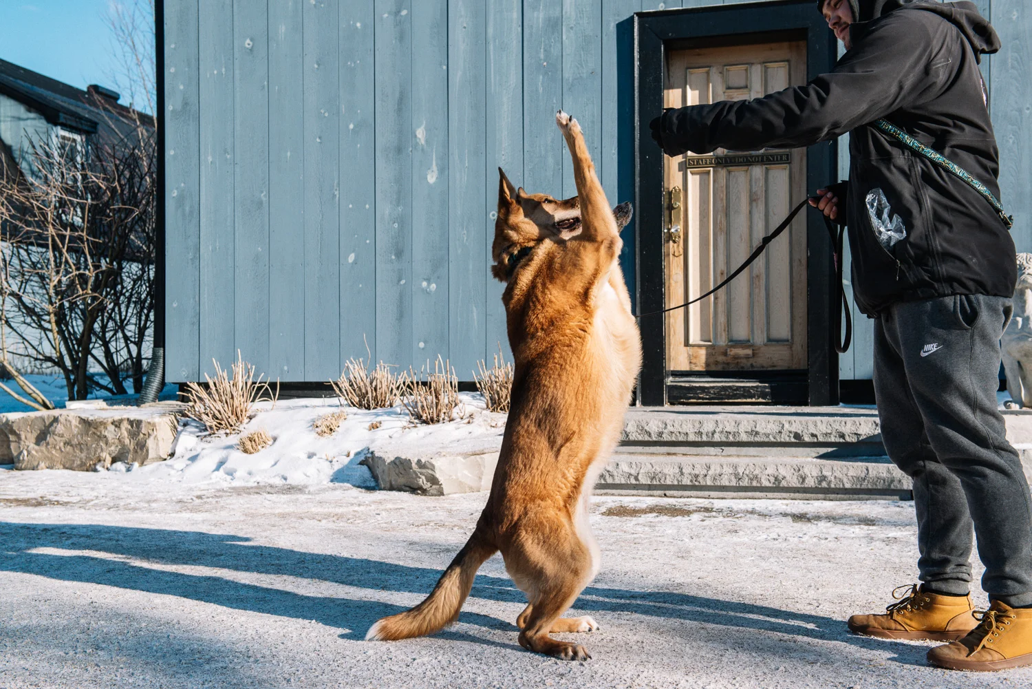 dogtales-3.jpg