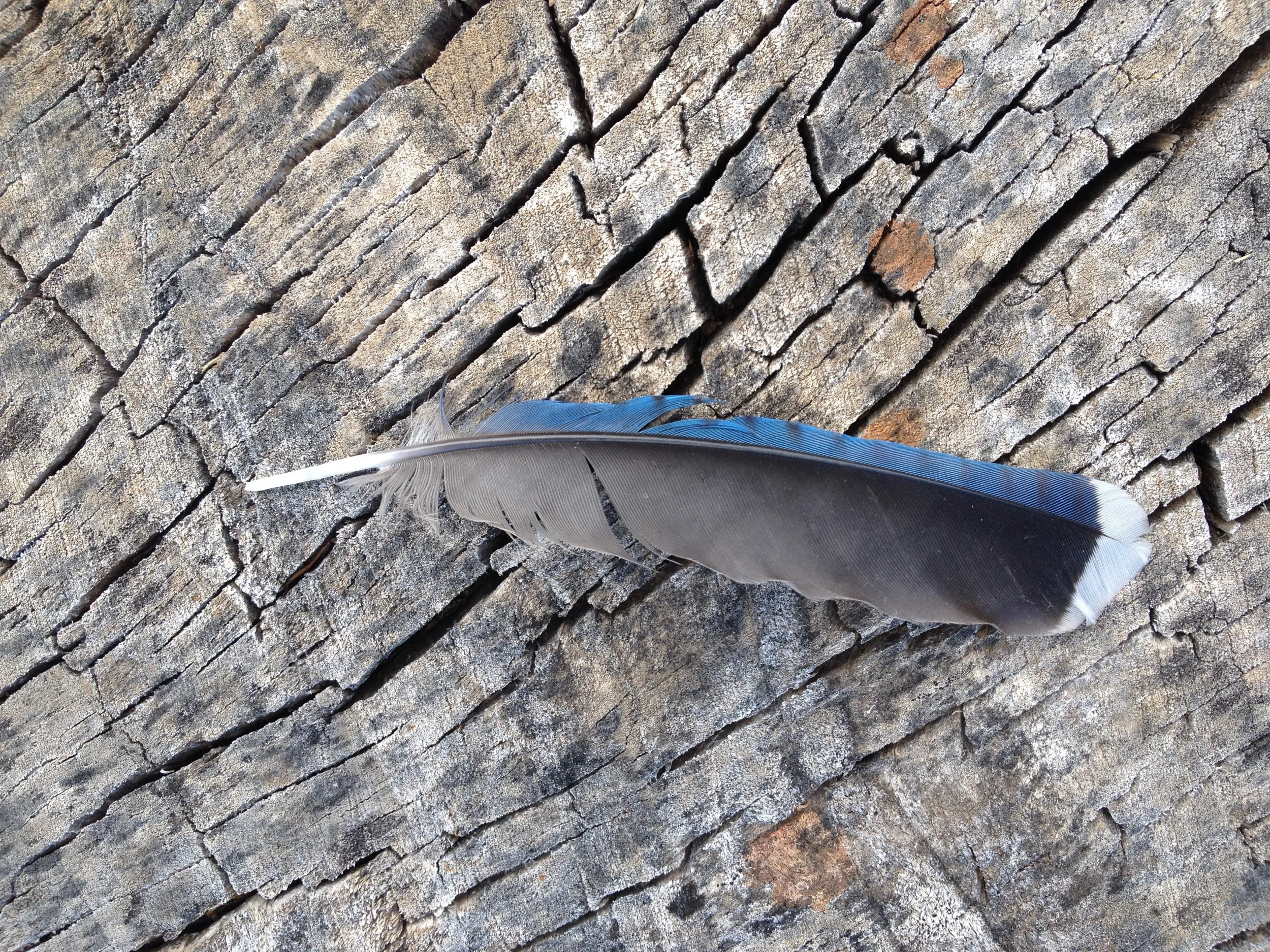 “Keep your love of nature, for that is the true way to understand art more and more.” -Vincent Van Gogh